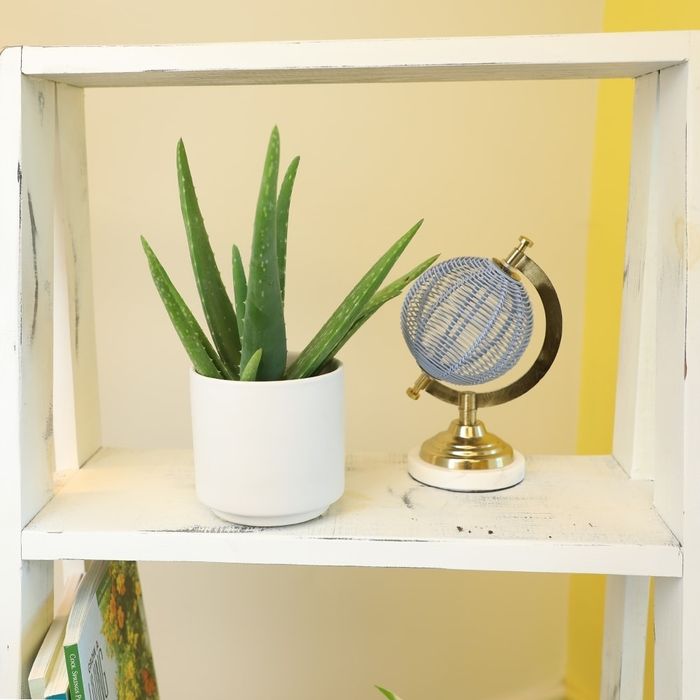 A small aloe vera plant in a white pot sits next to a tiny globe on a white shelf.
