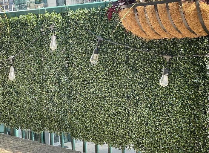 String lights are draped in front of a lush, green artificial hedge, with a straw flower pot placed above it.