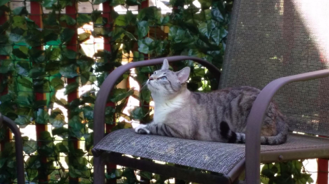 A reviewer’s photo of a cat lounging in a patio chair in front of a deck railing covered in faux ivy