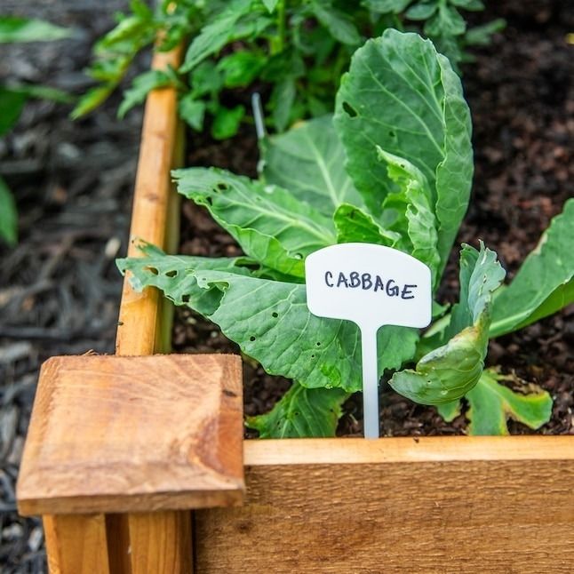 the plant label in a garden displaying the word "cabbage"