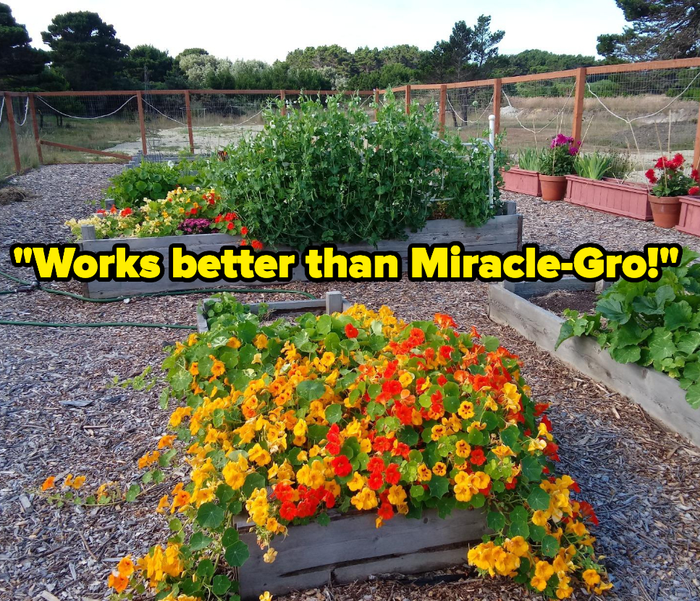 A reviewer's flourishing garden, made possible by using compost from the Envirocycle bin.