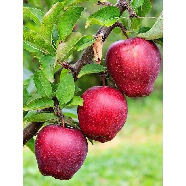 several apples on a tree