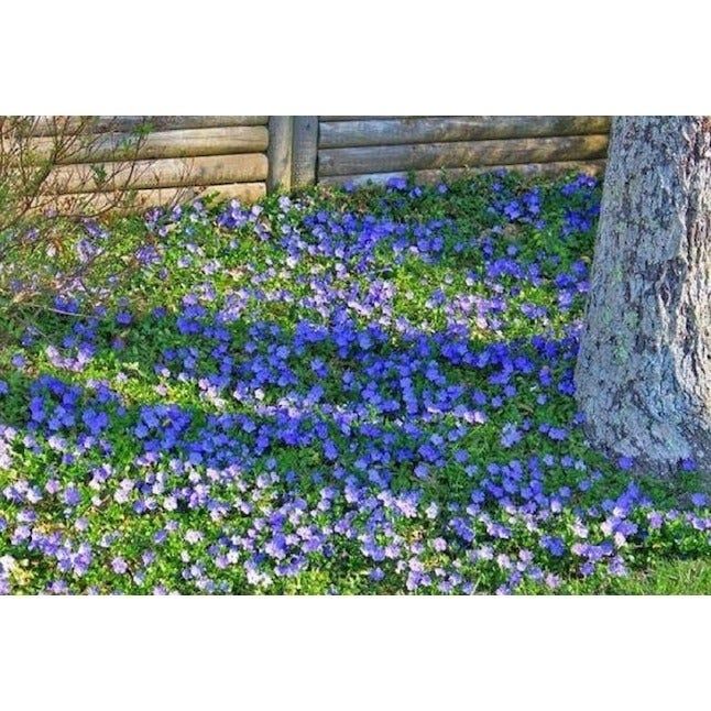 several of the periwinkle plants planted in a garden
