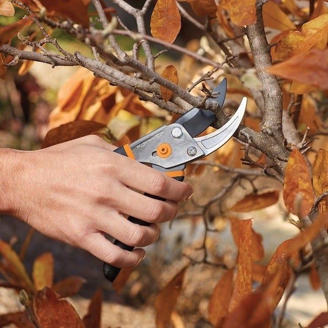 the pruners slicing through a small branch