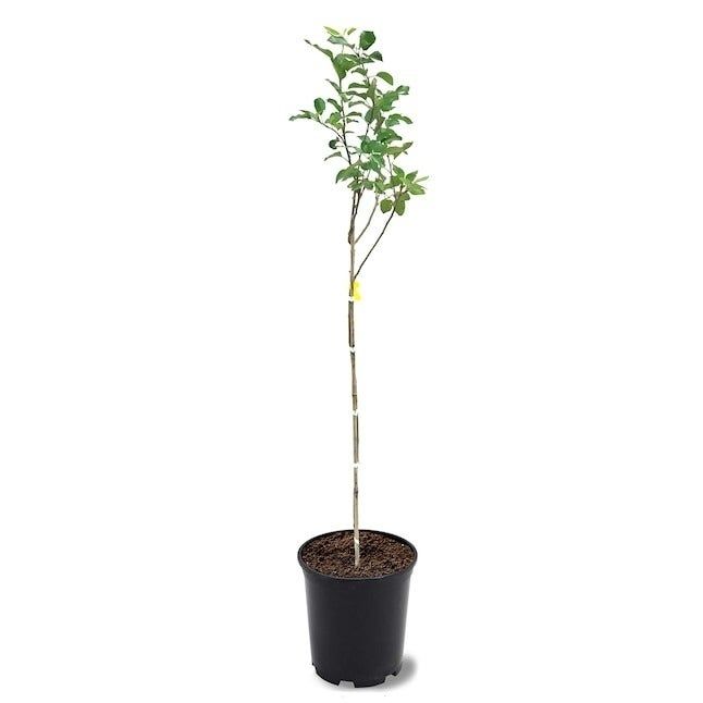 the apple tree in a pot