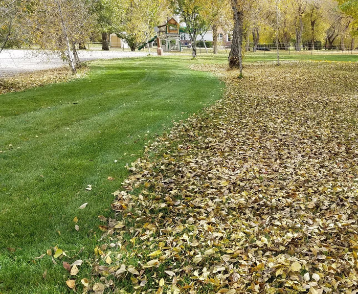 A yard that's been partially cleared of leaves using the lawn sweeper.