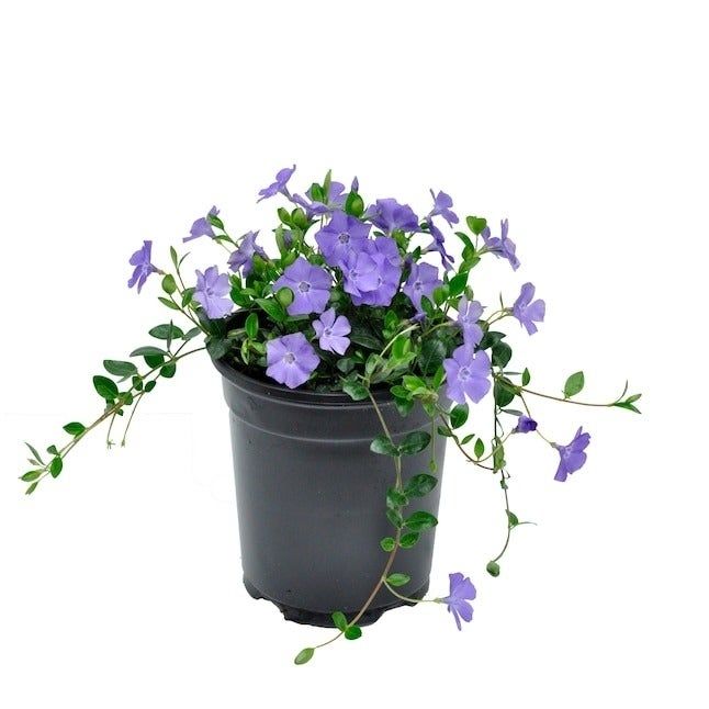 the periwinkle plant in a pot