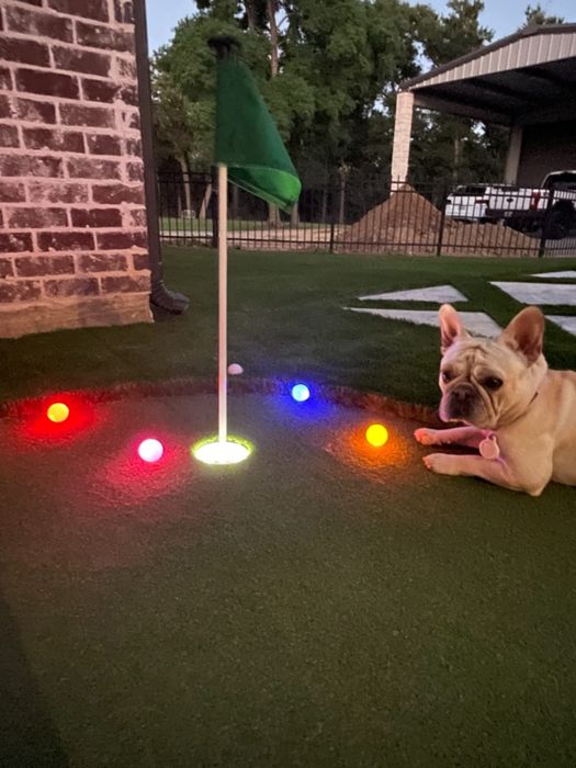 A reviewer's LED golf balls placed on a golf course beside their dog