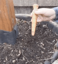A gif showing someone using a garden dibber to create holes for planting bulbs.