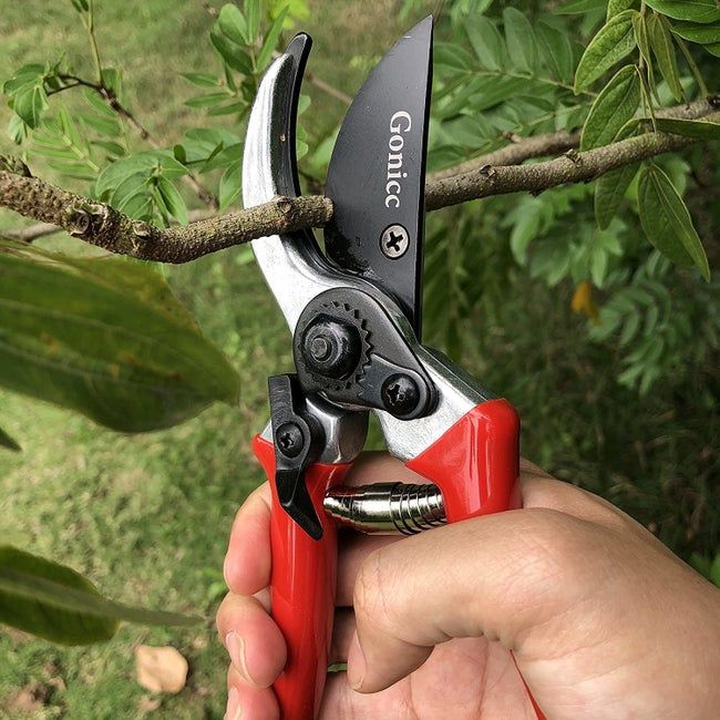 A pair of pruning shears featuring a red handle.