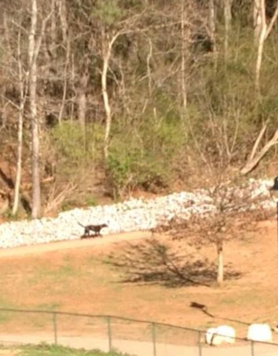 A black bear strolls along a trail in a forested area, surrounded by trees and rocks.