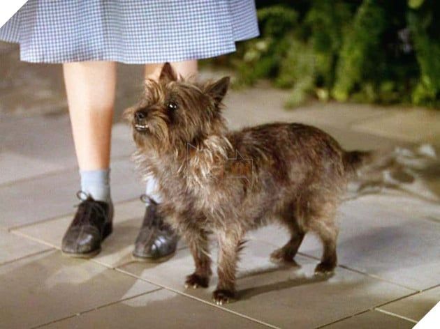 Những sự kiện đáng sợ trong hậu trường của The Wizard of Oz (Phần 3)