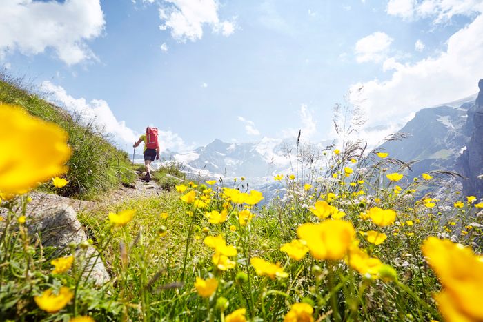 A person hiking along a mountain trail with yellow wildflowers in the foreground and snow-covered peaks in the background.