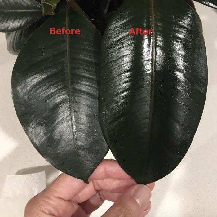 A reviewer’s photo showing a leaf on the left side looking dull and the same leaf on the right side looking shiny.