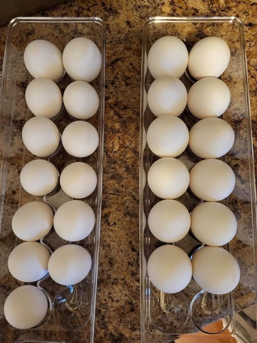 Two clear trays holding 16 eggs each, neatly arranged in two rows of eight on a kitchen counter
