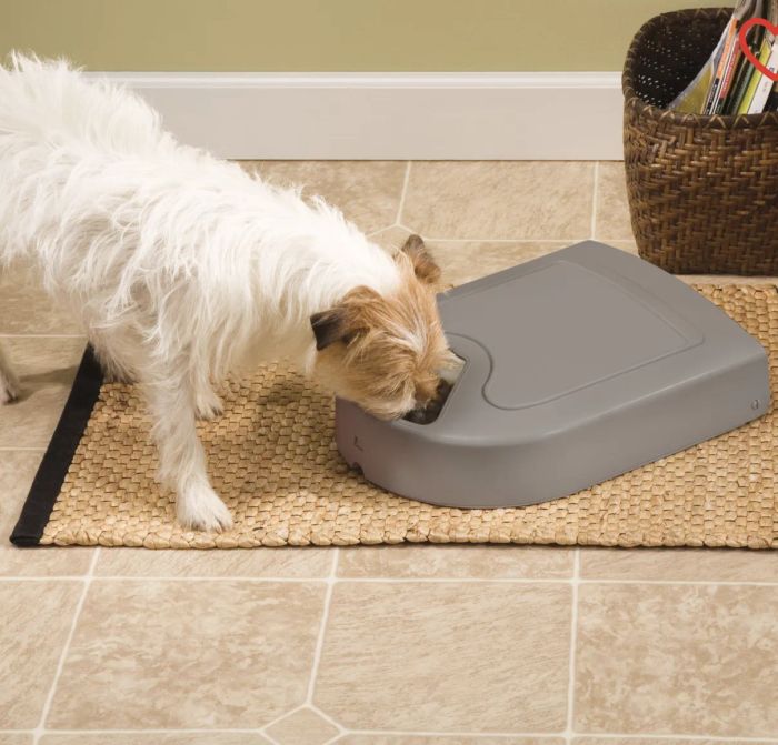 A dog enjoys its meal from a gray automatic food dispenser placed on the floor.