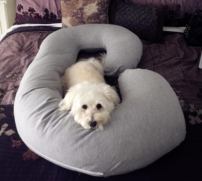Reviewer image of a dog comfortably resting in the gray Snoogle pregnancy pillow