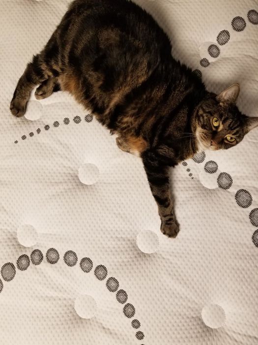 A cat resting comfortably on the mattress.
