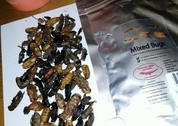 A customer review photo showing the bag and all the bugs inside it, neatly arranged on a plate.