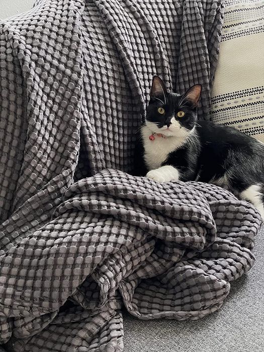 A close-up image from a reviewer, showing a cat comfortably lounging on top of the product.