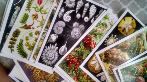 the postcards spread out in a fan