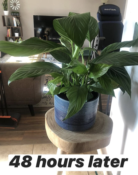 the same plant 48 hours later, now with revived, vibrant leaves