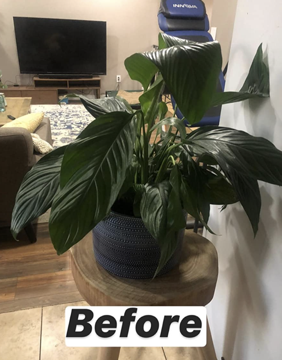 a reviewer’s houseplant with drooping leaves