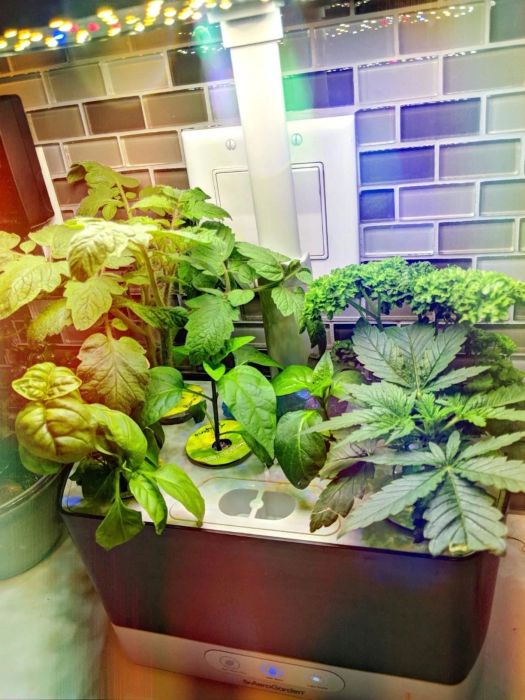 Reviewer displays a black AeroGarden on their kitchen countertop, with fresh green herbs sprouting