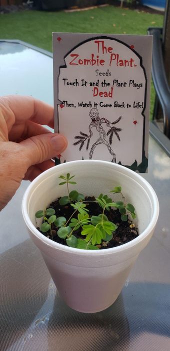 A hand holding a packet labeled