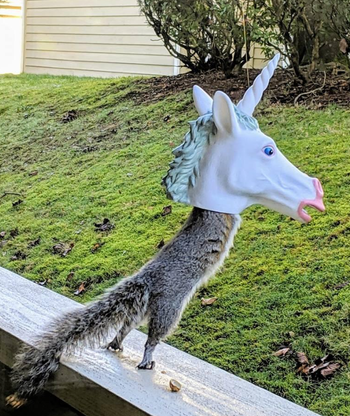 Photo showing another squirrel using the unicorn feeder