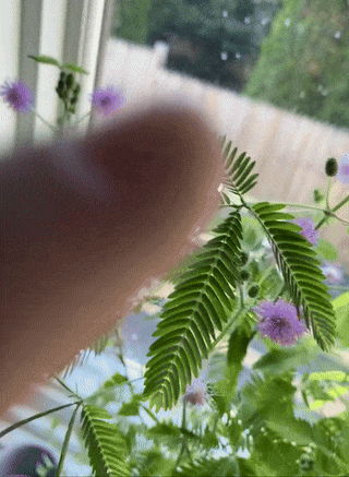 A finger gently touching a mimosa plant, causing its leaves to fold up