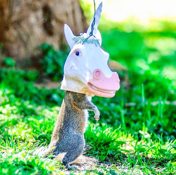 Reviewer photo of a squirrel with its head inside a unicorn-shaped food feeder