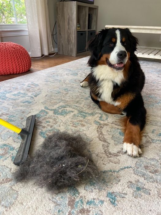 A reviewer's carpet with a hairball next to the broom, with a dog nearby.
