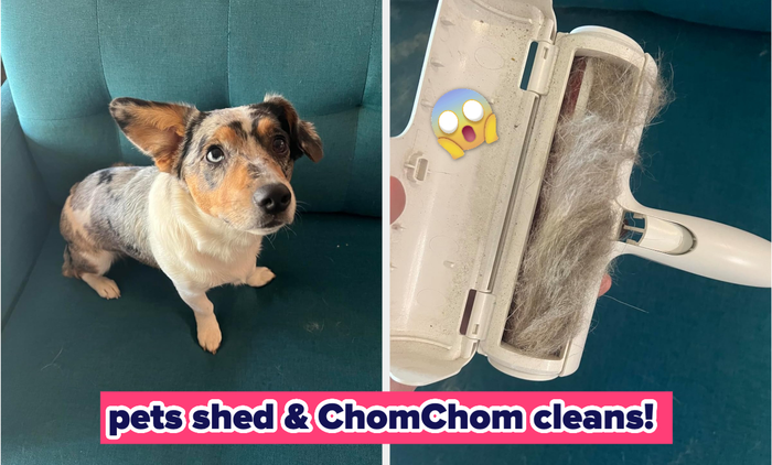 A small dog shedding fur on a couch, beside a ChomChom roller filled with fur. Text: