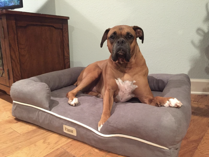 A boxer dog resting peacefully on the orthopedic bed.