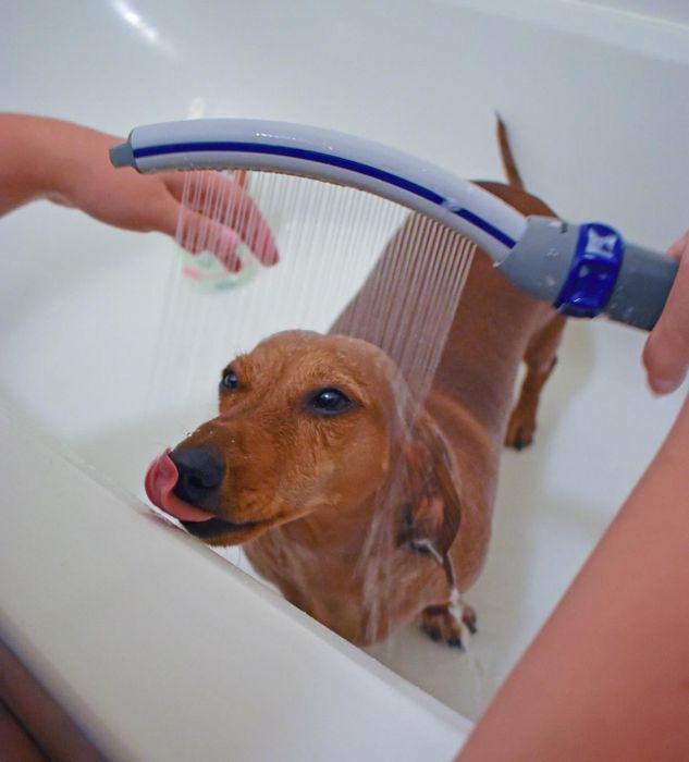 A customer shared their experience using the attachment on their dachshund.
