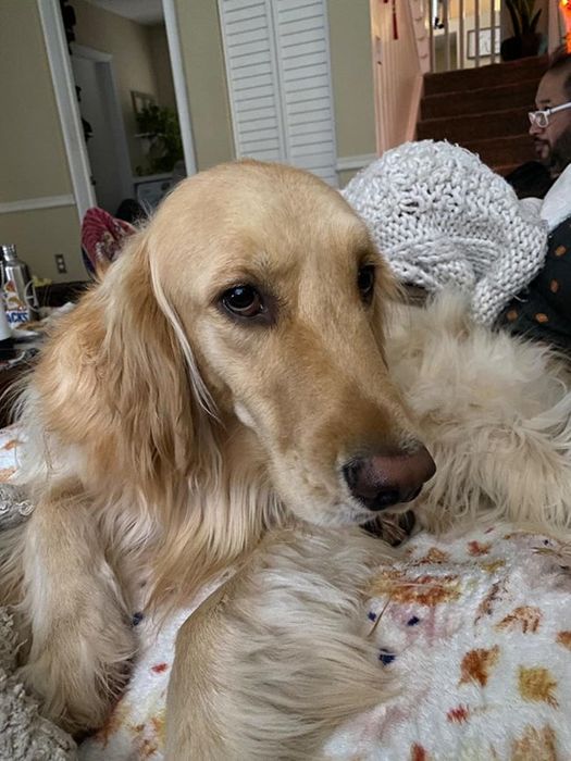 A photo from the reviewer showing their golden retriever looking freshly brushed and silky smooth