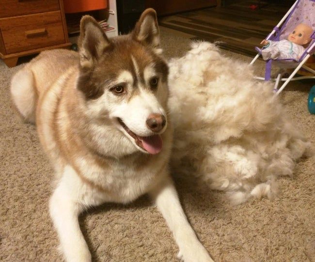 Reviewer image of a husky sitting beside a massive pile of fur almost its own size, all removed with the rake