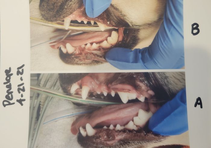 An image pair showing a veterinary procedure: both labeled A and B, depicting a dog's open mouth during a dental exam with a veterinary professional's gloved hands