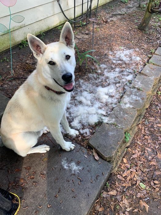 A large, furry dog standing on a sidewalk