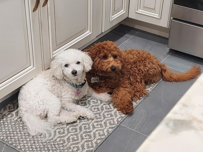 Two small poodles, one white and one brown, lounging on a patterned rug in a kitchen with cream-colored cabinets and gray floors