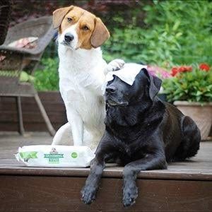 Two dogs sitting together with grooming wipes nearby. One dog has a wipe over its face, while the other places its paw over the wipe, as though helping clean the first dog.