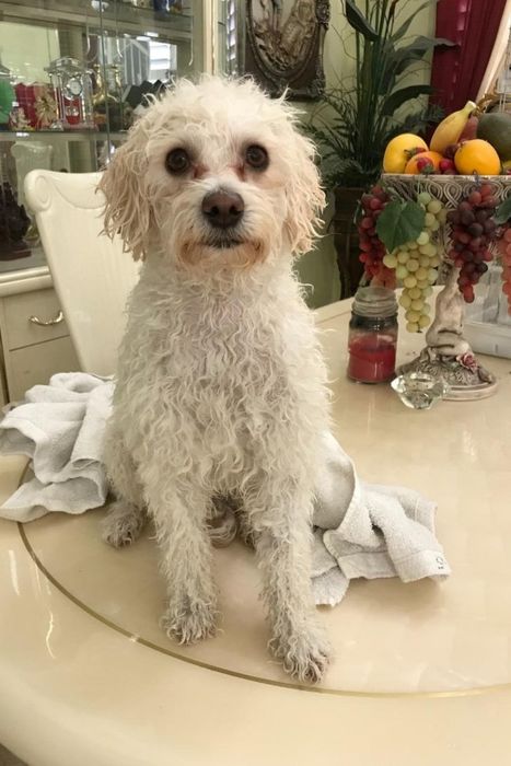 A wet dog awaiting the blow-dry process