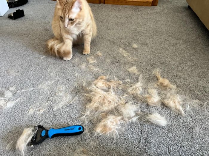 A cat rests on a rug next to a grooming tool and a pile of its fur, likely showing the result of a grooming session