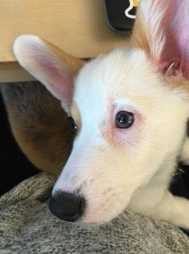 A puppy with noticeably fewer tear stains under its eyes