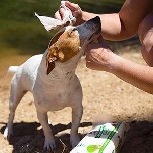 A moment captured of someone cleaning their dog with the grooming wipes