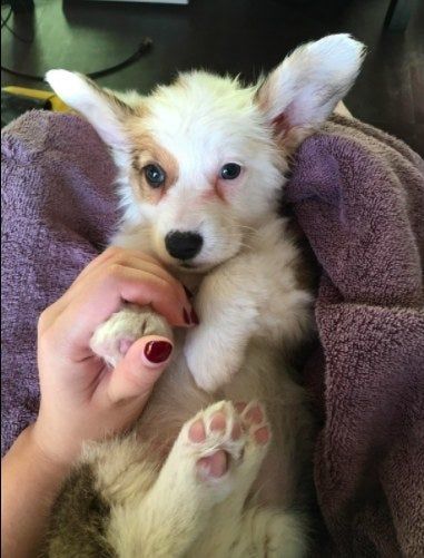A puppy with pink tear stains under its eyes