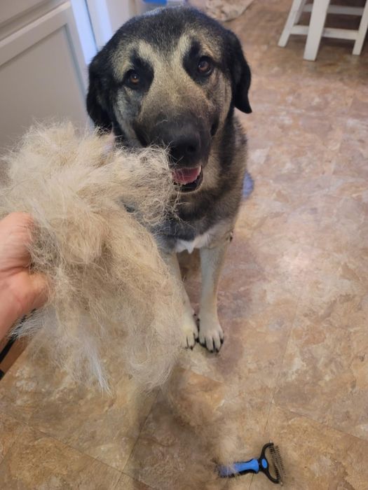 A dog with a joyful look gazes at the camera while a hand holds a large handful of the dog's fur and a grooming brush, suggesting it’s recently been groomed