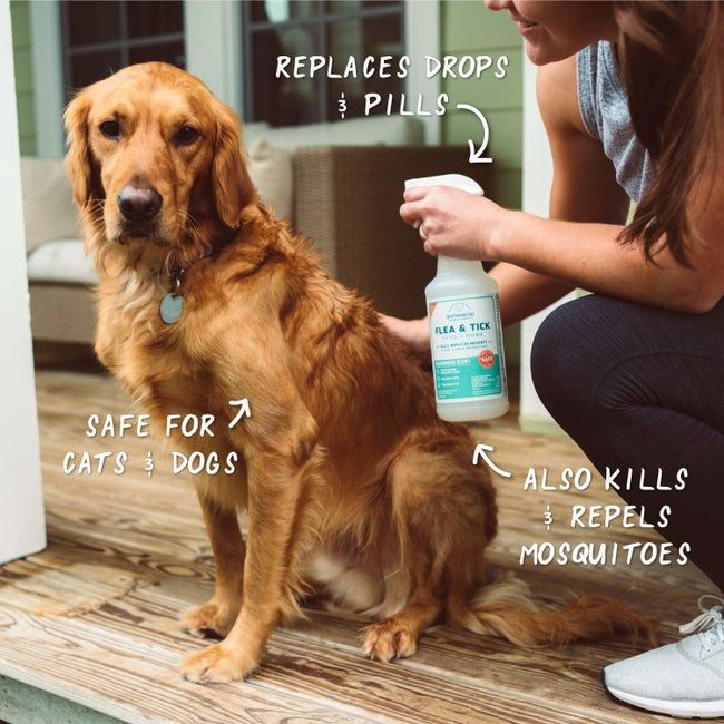 A person gently spraying the product on a calm golden retriever dog