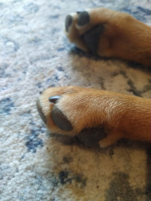 A large dog's paws with neatly clipped nails